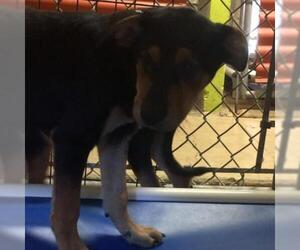 English Foxhound Dogs for adoption in Austin, TX, USA
