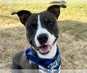 Mutt Dogs for adoption in Pueblo, CO, USA