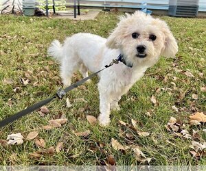 Maltese Dogs for adoption in Iroquois, IL, USA
