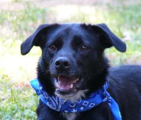 Border Collie-Unknown Mix Dogs for adoption in Mocksville, NC, USA