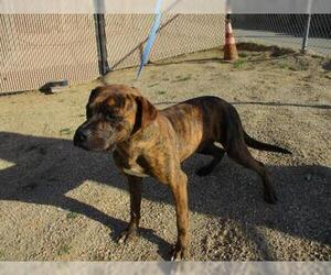 Bullboxer Pit Dogs for adoption in Norco, CA, USA