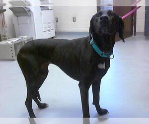 Labrador Retriever-Unknown Mix Dogs for adoption in Fayetteville, NC, USA