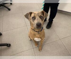 Catahoula Leopard Dog Dogs for adoption in Rancho Cucamonga, CA, USA