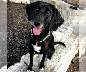 Redbone Coonhound Dogs for adoption in Austin, TX, USA