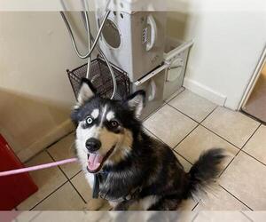 Siberian Husky Dogs for adoption in Pasadena, CA, USA