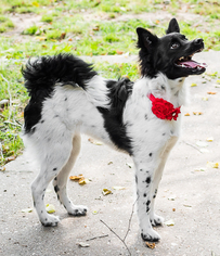 Border Collie-Unknown Mix Dogs for adoption in Lafayette, LA, USA