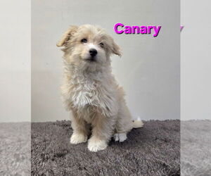 Spaniel-Unknown Mix Dogs for adoption in Modesto, CA, USA