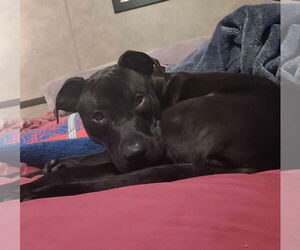 American Pit Bull Terrier-Unknown Mix Dogs for adoption in Binghamton, NY, USA