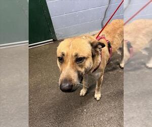 German Shepherd Dog-Unknown Mix Dogs for adoption in Woodland, CA, USA