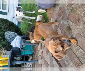 Daug Dogs for adoption in Harrisburg, PA, USA