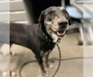 Labrador Retriever-Unknown Mix Dogs for adoption in Houston, TX, USA