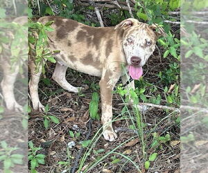 Mutt Dogs for adoption in Tarrytown, GA, USA