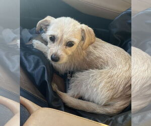 Chihuahua-Unknown Mix Dogs for adoption in Bangs, TX, USA