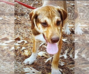 Labbe Dogs for adoption in New Orleans, LA, USA