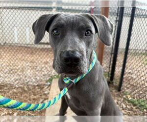 Mastiff-Weimaraner Mix Dogs for adoption in Santa Cruz, CA, USA