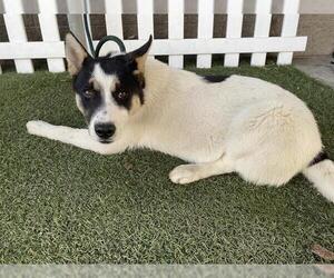 Siberian Husky Dogs for adoption in Modesto, CA, USA