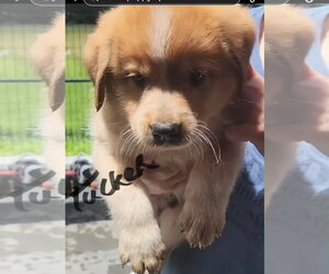 Mutt Dogs for adoption in Stover, MO, USA
