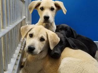 Labrador Retriever Dogs for adoption in Greenville, TX, USA