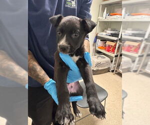 Chihuahua-Unknown Mix Dogs for adoption in Bakersfield, CA, USA