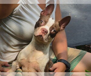 Boston Terrier-Unknown Mix Dogs for adoption in Wakefield, RI, USA