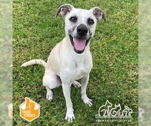 Italian Greyhound-Unknown Mix Dogs for adoption in Irvine, CA, USA