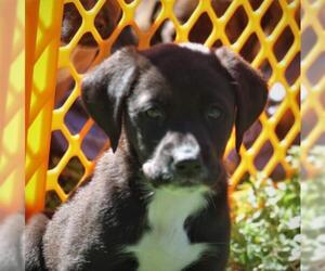 Boxador Dogs for adoption in Temple, GA, USA