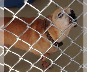 Chihuahua Dogs for adoption in Johnson City, TN, USA