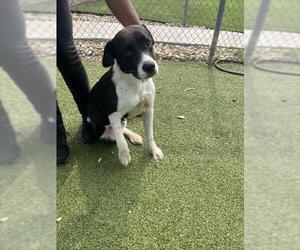 American Pit Bull Terrier-Unknown Mix Dogs for adoption in Pasadena, TX, USA