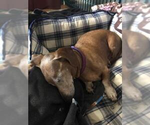 Dachshund Dogs for adoption in Mount Juliet, TN, USA
