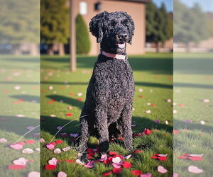 Poodle (Standard) Dogs for adoption in Pacolet, SC, USA