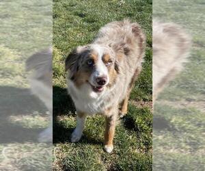 Australian Shepherd Dogs for adoption in Hesperia, CA, USA