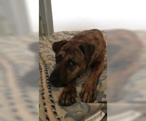 Bullboxer Pit Dogs for adoption in Clarkesville, GA, USA