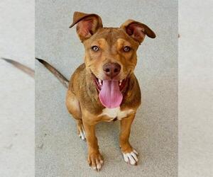 American Pit Bull Terrier-Unknown Mix Dogs for adoption in Sacramento, CA, USA