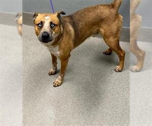 German Shepherd Dog-Unknown Mix Dogs for adoption in Las Vegas, NV, USA