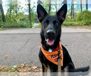 German Shepherd Dog Dogs for adoption in Minneapolis, MN, USA