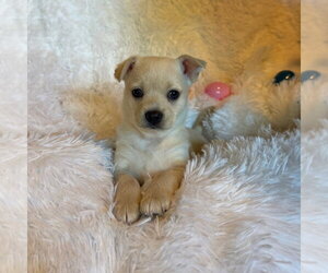Chihuahua Dogs for adoption in Chico, CA, USA