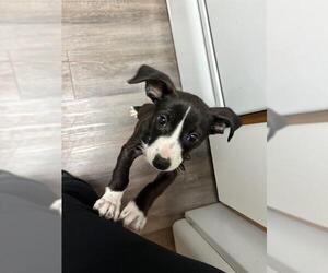 American Staffordshire Terrier-Unknown Mix Dogs for adoption in San Antonio, TX, USA