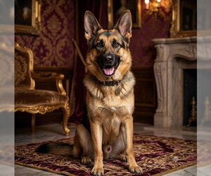 German Shepherd Dog Dogs for adoption in Placerville, CA, USA