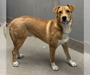Labrador Retriever-Unknown Mix Dogs for adoption in Las Vegas, NV, USA