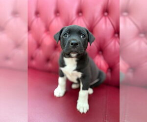 American Staffordshire Terrier-Unknown Mix Dogs for adoption in Holly Springs, NC, USA