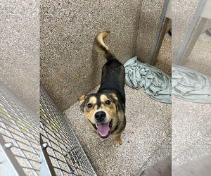 Mutt Dogs for adoption in Martinsburg, WV, USA