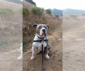 American Pit Bull Terrier-Unknown Mix Dogs for adoption in Petaluma, CA, USA