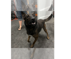 Dutch Shepherd -Unknown Mix Dogs for adoption in Imlay City, MI, USA