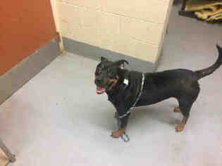 Rottweiler-American Pit Bull Terrier Dogs for adoption in Waterford, VA, USA