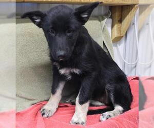 Alaskan Malamute-German Shepherd Dog Mix Dogs for adoption in Thief River Falls, MN, USA