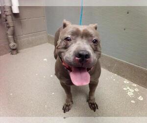 American Pit Bull Terrier-Unknown Mix Dogs for adoption in Las Vegas, NV, USA