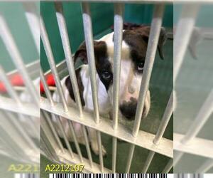 American Pit Bull Terrier Dogs for adoption in West Palm Beach, FL, USA