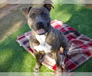 American Staffordshire Terrier Dogs for adoption in Tallahassee, FL, USA