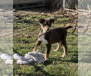Doberman Pinscher-Siberian Husky Mix Dogs for adoption in Aurora, OH, USA