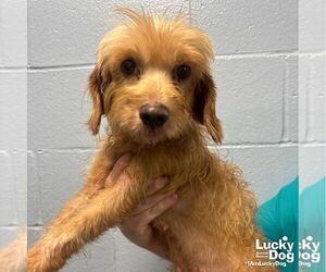 Mutt Dogs for adoption in Washington, DC, USA